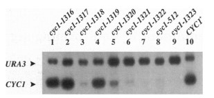 Northern blot analysis of the 630-nt CYCI mRNA.jpg